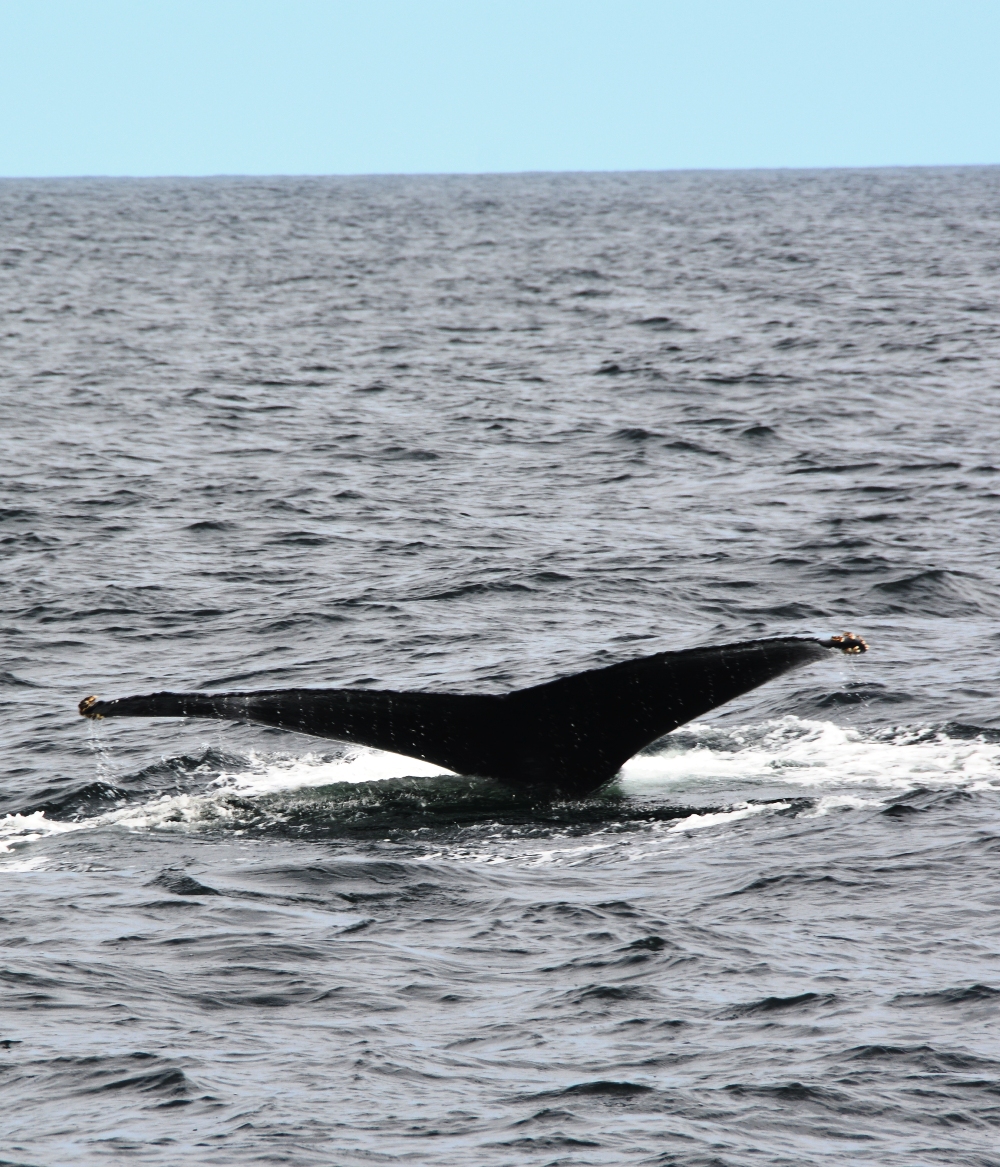 Whale Watching 10