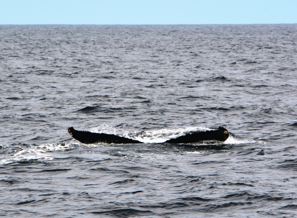 Whale Watching 11