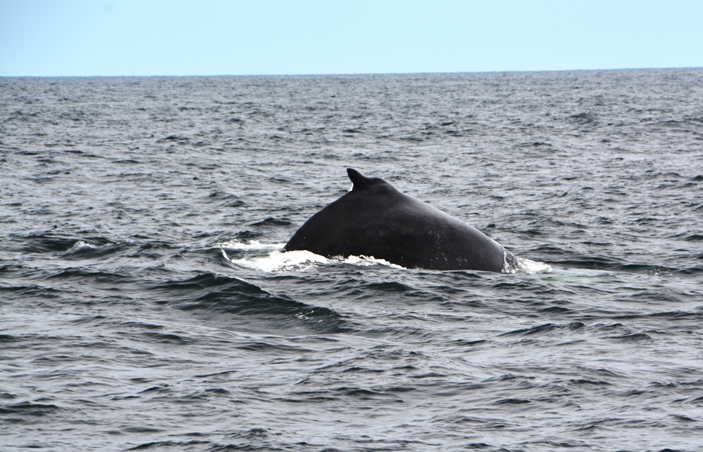 Whale Watching 4
