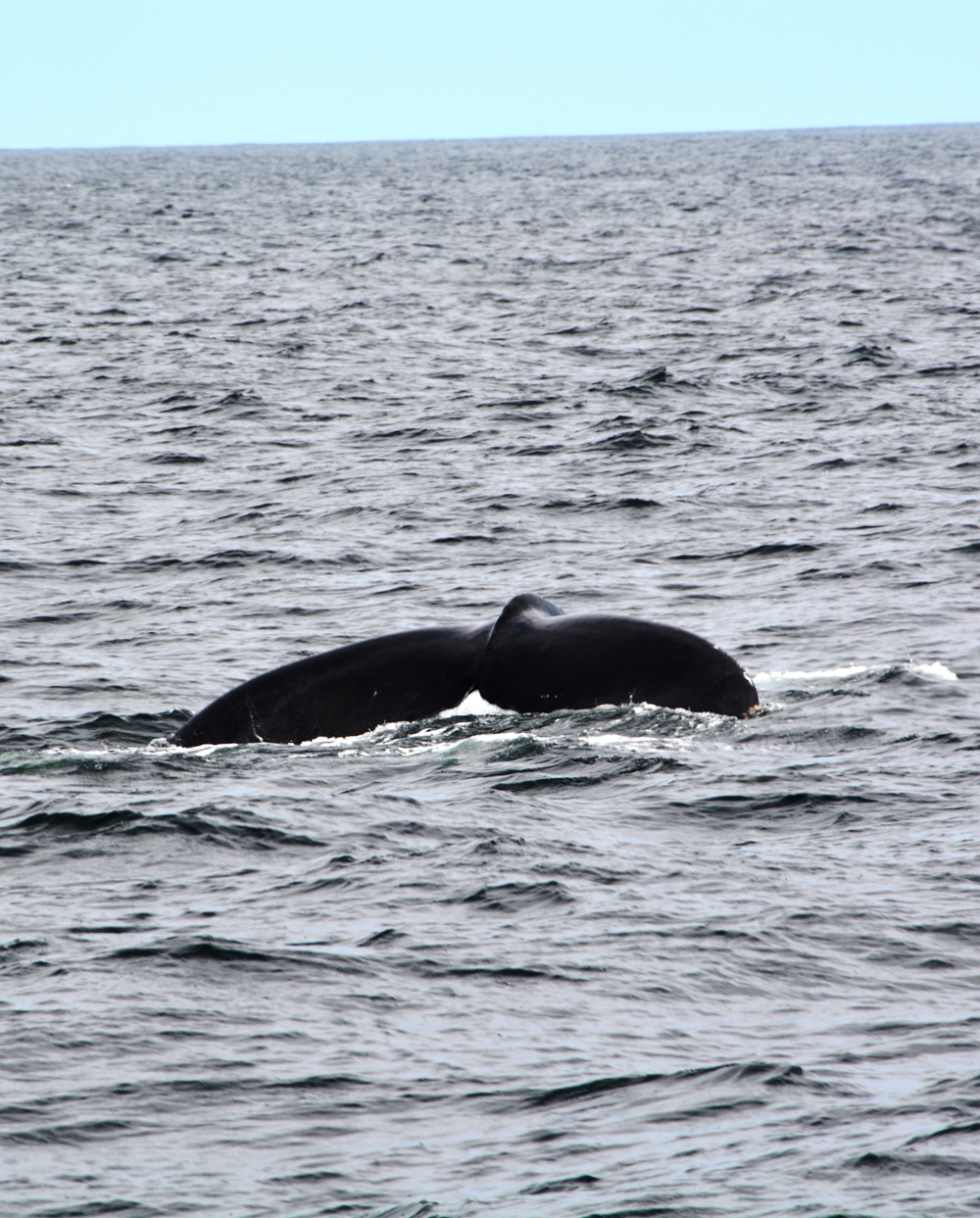 Whale Watching 7