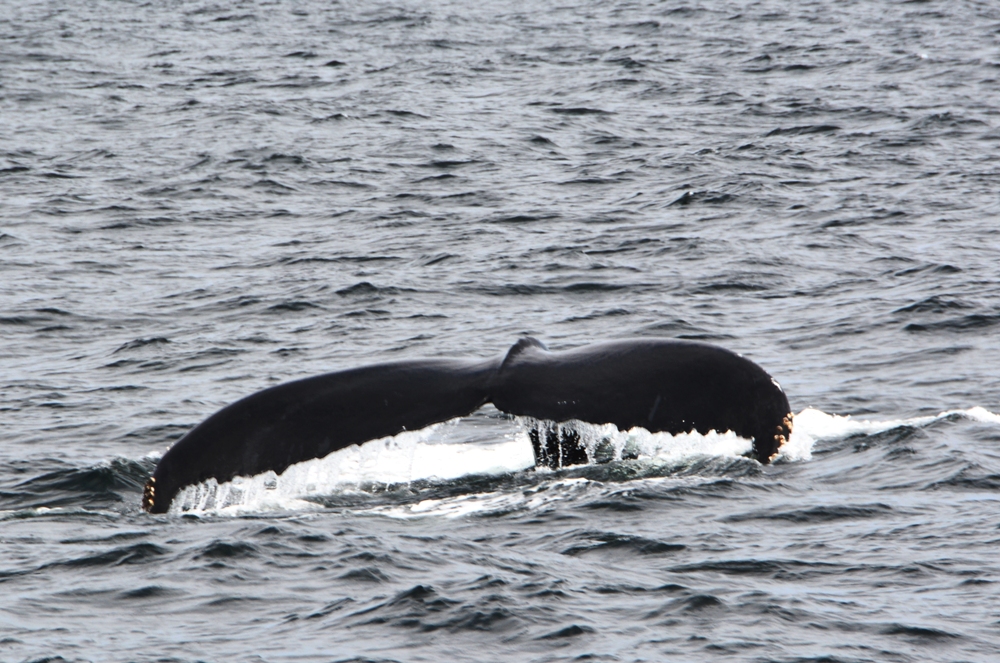 Whale Watching 8