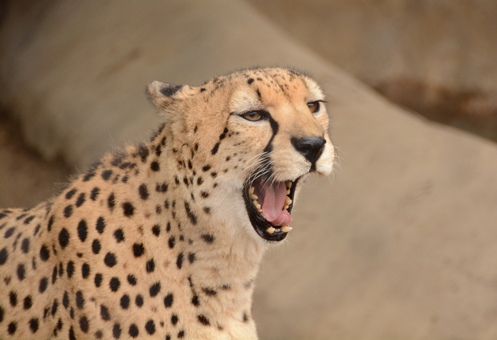 SD Zoo Cheetah
